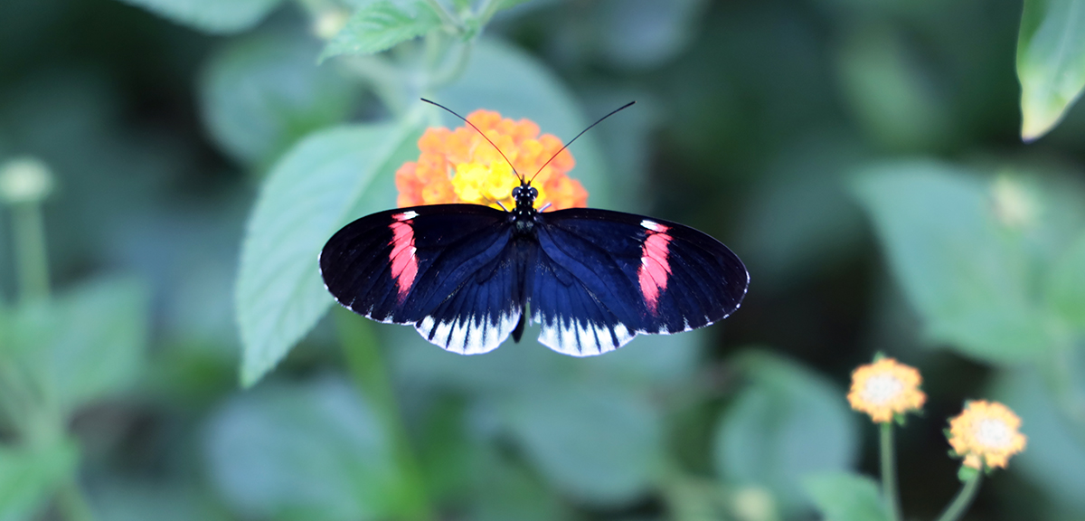 Heliconius